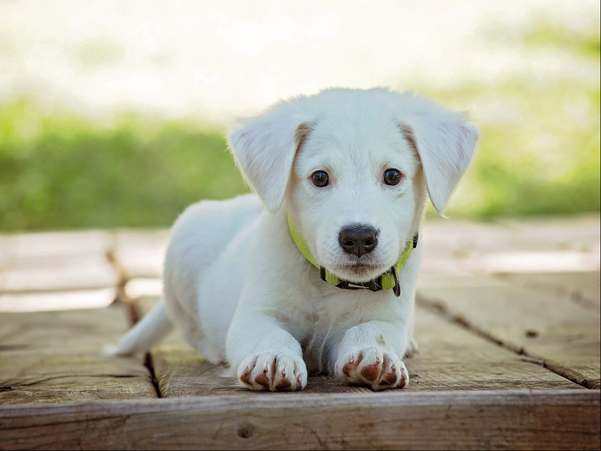 Cachorrinho Cachorrinho